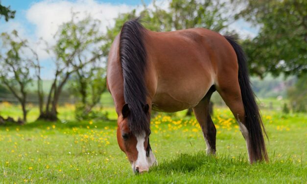 Choosing Horse Treats With Lower NSC Values