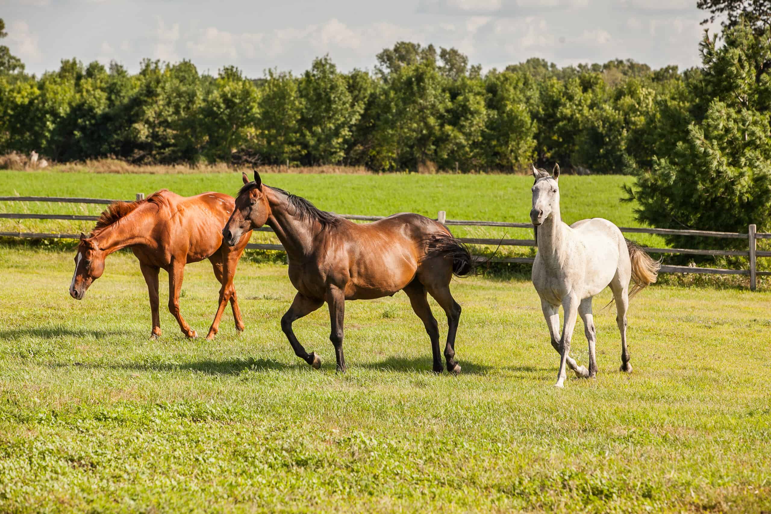 aggressive horse behavior