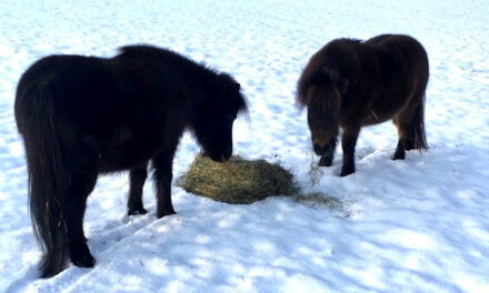 Understanding Forage Needs of Miniature Horses