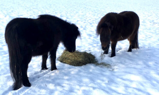 Understanding Forage Needs of Miniature Horses