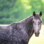 Mischief or Malady? Pain Behaviors in Ridden Horses