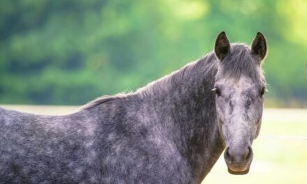Mischief or Malady? Pain Behaviors in Ridden Horses