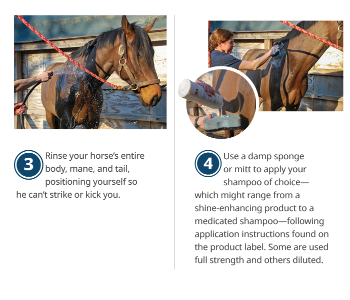 Rinse your horse's entire body, mane, and tail, positioning yourself so he can't strike or kick you. Use a damp sponge or mitt to apply your shampoo of choice-<br />
which might range from a shine-enhancing product to a medicated shampoo--following application instructions found on the product label. Some are used full strength and others diluted.