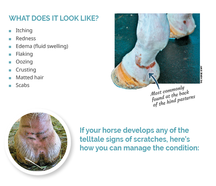 What does scratches look like? 