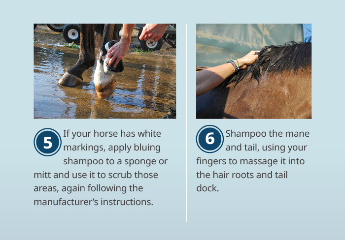 If your horse has white markings, apply bluing shampoo to a sponge or<br />
mitt and use it to scrub those areas, again following the manufacturer's instructions. Shampoo the mane and tail, using your fingers to massage it into the hair roots and tail dock.