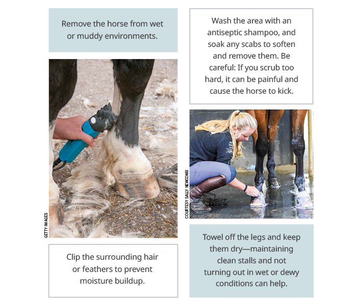 Ways to manage scratches in horses