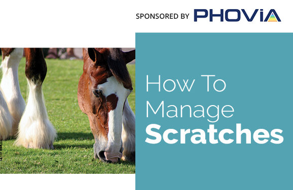 How to Manage Scratches in Horses