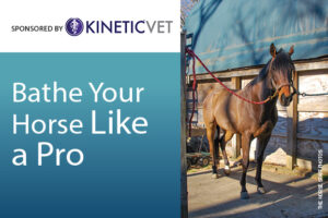 Bathe Your Horse Like a Pro