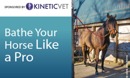 Infographic: Bathe Your Horse Like a Pro