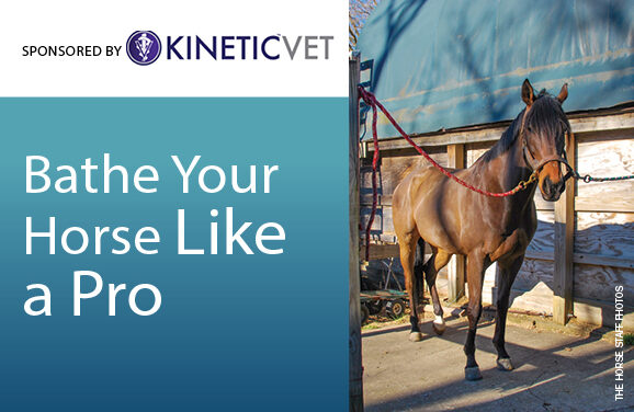 Infographic: Bathe Your Horse Like a Pro