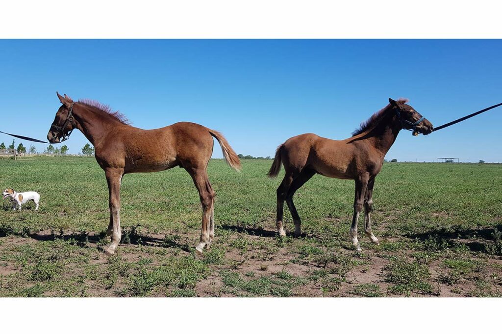 Cloned foal