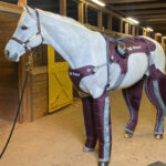 Wearable Pneumatic Compression Device Improves Lymphatic Flow in Horses
