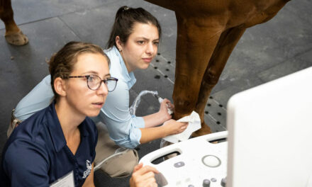 Three New York Veterinary Practices Organize Future Equine Practitioners Weekend