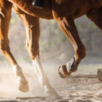 Degenerative Joint Disease in Horses and Adequan i.m.