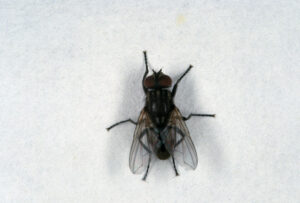 House Fly