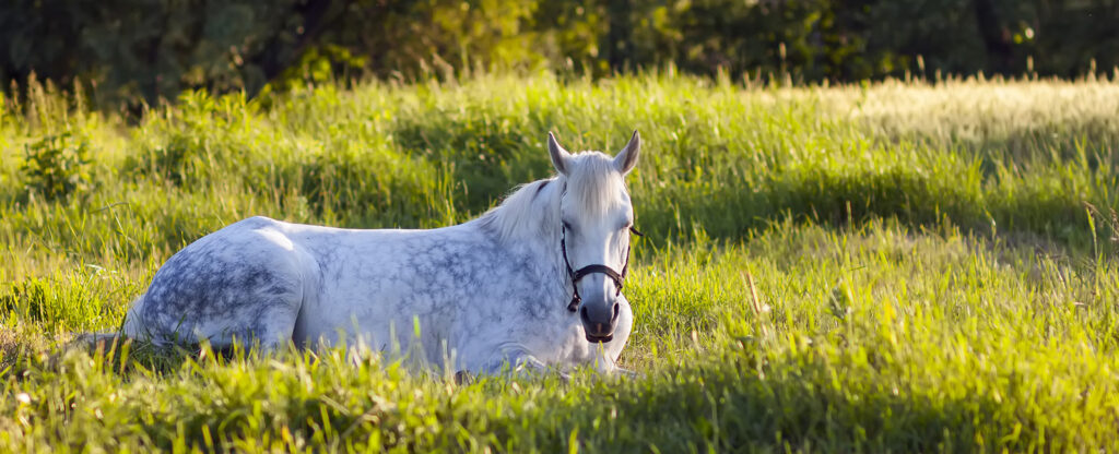 horse resting in pasture