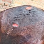 Study: PRP Gel Accelerates Skin Wound Healing in Horses