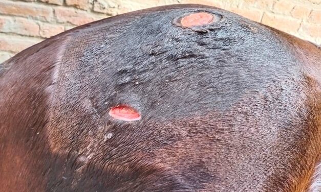 Study: PRP Gel Accelerates Skin Wound Healing in Horses