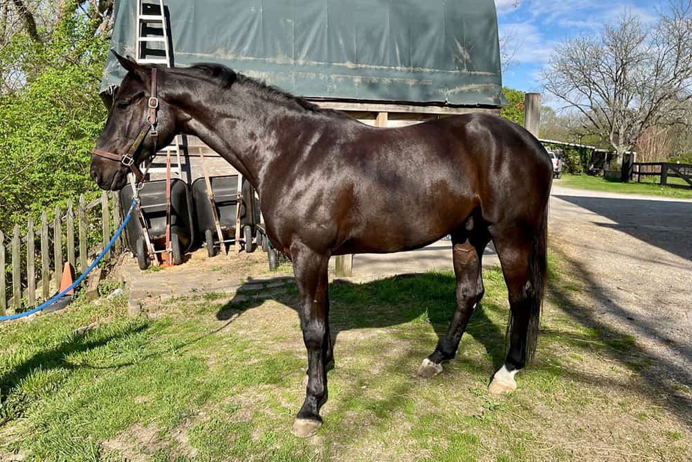 After two months on equine F.A./Plus granules, Luigi’s beautiful black coat is shiny and lustrous.