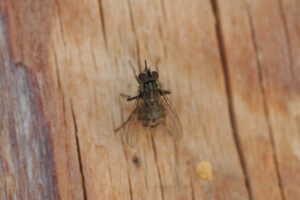 Stable Fly