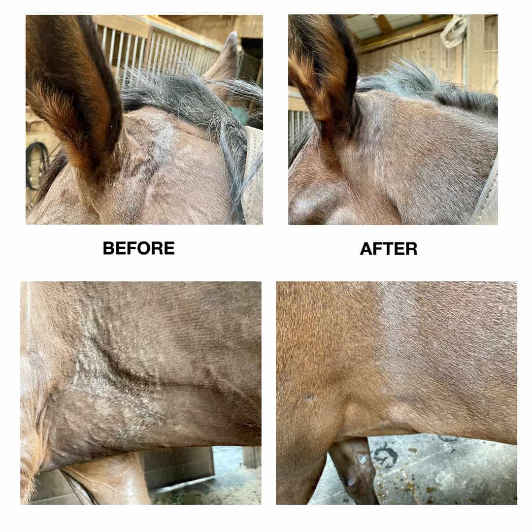 I started Zion on Pala-Tech Laboratories’ equine F.A./Plus granules to get ahead of potential skin issues and try to clear up the dander in his poll, ear, elbow, and girth areas. Here’s the difference in his skin after two months