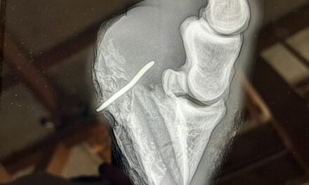 Puncture Wounds of the Hoof in Horses