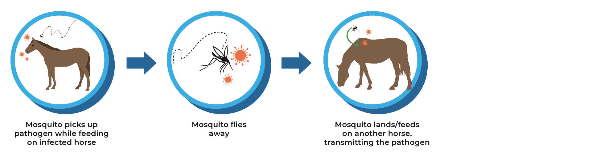 biological transmission graphic