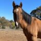 CHARLEY - Mare/Buckskin Dun/American Quarter Horse - NonRiding Companion