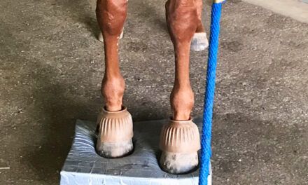 Rehabilitating the Neurologic Horse