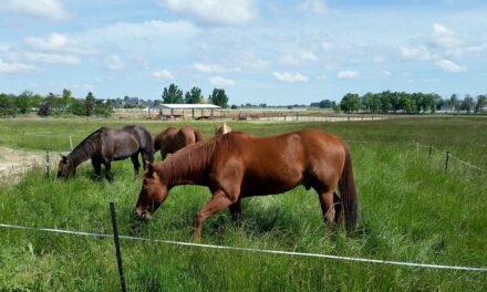 How to Manage Weedy Grass Species in Horse Pastures