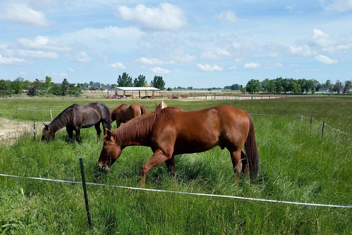 Understanding the Dangers of Foxtails for Pets and Horses