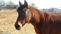 JOJO - Mare/Dark Bay/Paso Fino -Light-Non Riding Companion