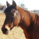 JOJO - Mare/Dark Bay/Paso Fino -Light-Non Riding Companion