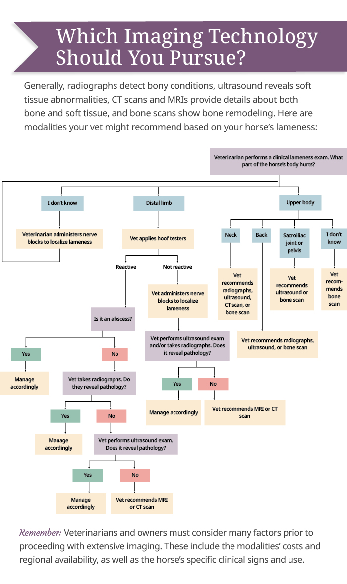 Here are modalities your vet might recommend based on your horse's lameness: