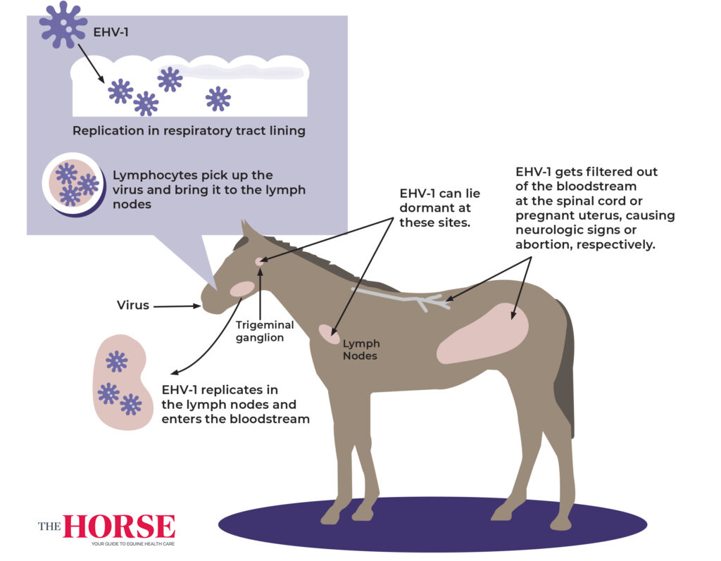 pregnant horse diagram