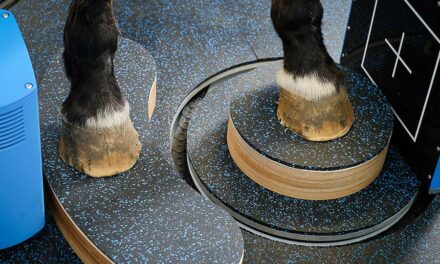 Understanding Equine Diagnostic Imaging
