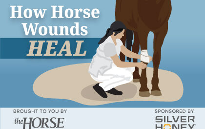 Infographic: How Horse Wounds Heal