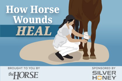 Infographic: How Horse Wounds Heal