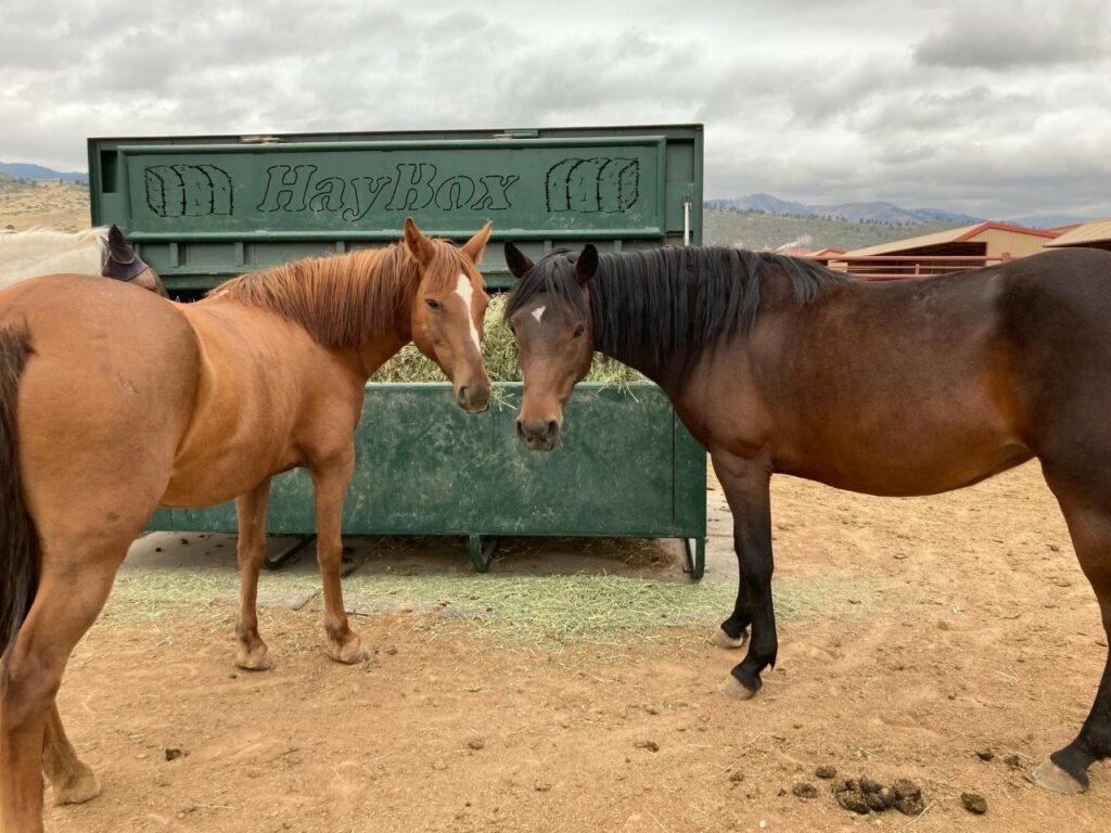 Automatic horse shop hay feeder