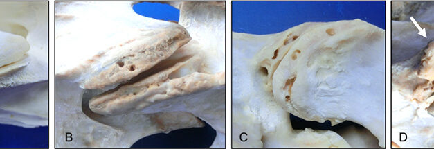 Interpreting Imaging of the Equine Neck