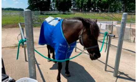 Ice Blanket Keeps Stabled Horses Cool in Hot, Humid Environments