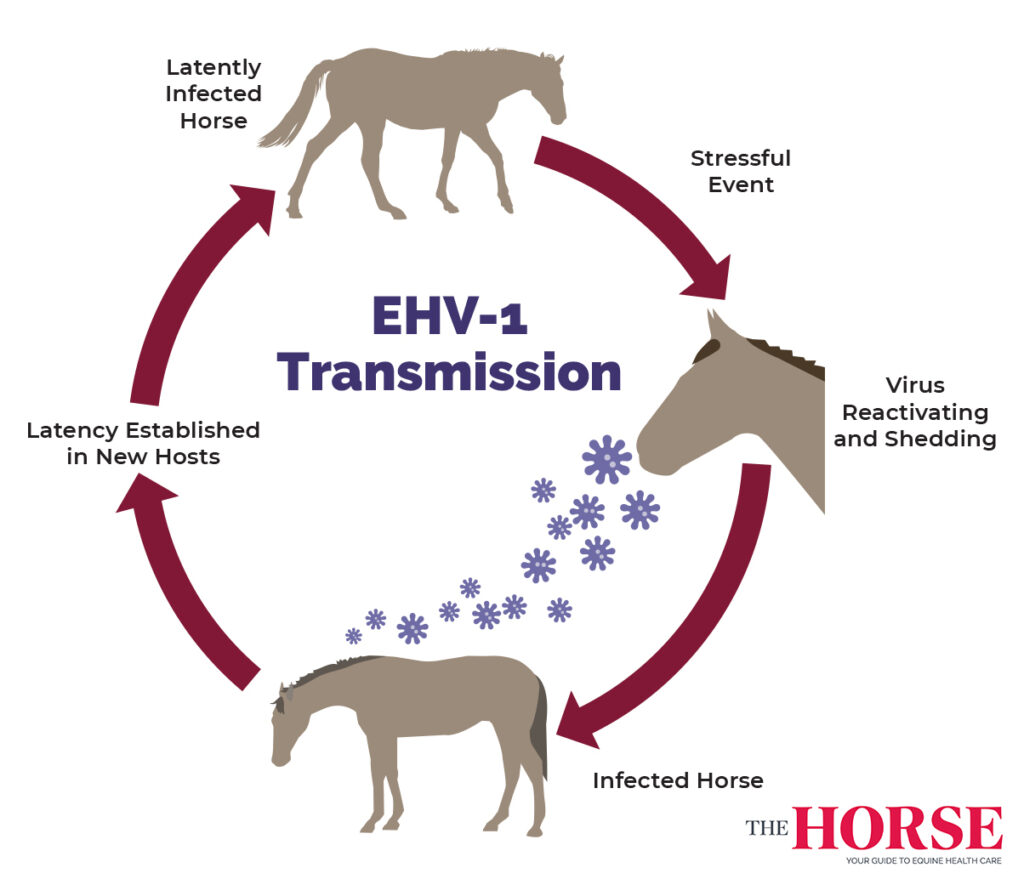 Horse virus on sale