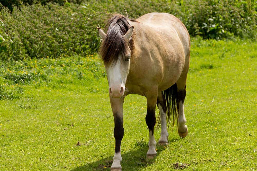 fat pony in pasture