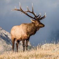 1 elk