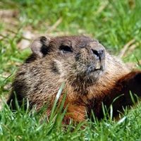 25 groundhogs