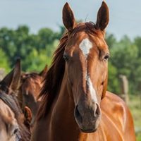 14 horses and mules