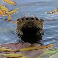 2 otters