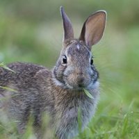 6 rabbits