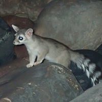 1 ringtail