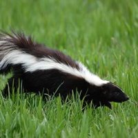 1,365 skunks